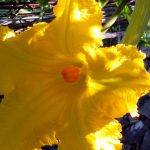 Fiore di zucchina trombetta(1)